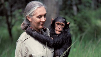 Jane Goodall a murit la 91 de ani. Celebră pentru studiul cimpanzeilor, Jane a devenit simbol al protejării naturii