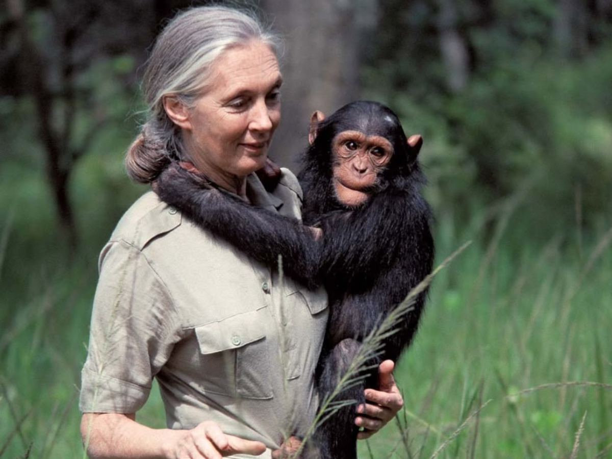 Jane Goodall a murit la 91 de ani. Celebră pentru studiul cimpanzeilor, Jane a devenit simbol al protejării naturii