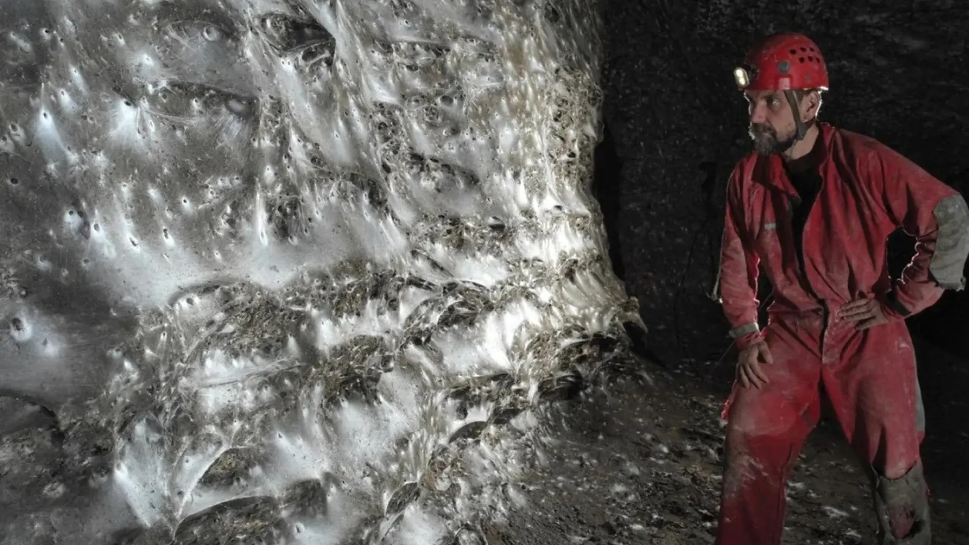 O echipă de cercetători, printre care și români, a descoperit cea mai mare pânză de păianjen înregistrată vreodată. Aceasta are 97 m² și adăpostește 111.000 de păianjeni