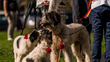 La Bran are loc Campionatul Național al Ciobăneștilor Românești 2025. Cum au ajuns câinii prioritate națională?