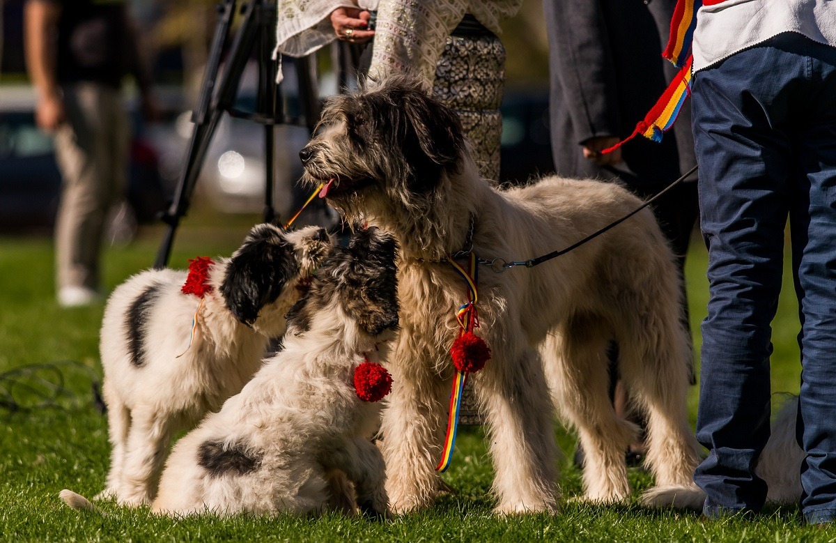 La Bran are loc Campionatul Național al Ciobăneștilor Românești 2025. Cum au ajuns câinii prioritate națională?
