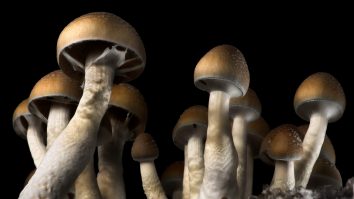 STUDIU. Tratamentele cu psihedelice, în special psilocibina, ar putea fi eficiente în tratarea tulburării obsesiv-compulsive