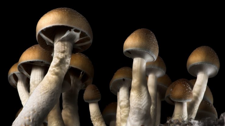 STUDIU. Tratamentele cu psihedelice, în special psilocibina, ar putea fi eficiente în tratarea tulburării obsesiv-compulsive