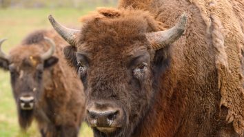 Locuitorii din Brăduleț, județul Argeș, se plâng că zimbrii au devenit o problemă gravă. În fiecare seară, animalele le vandalizează curțile