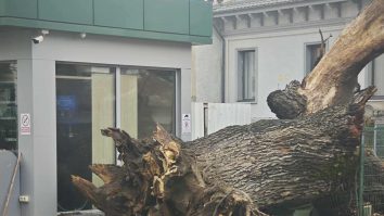 Ultimul stejar stradal din București, vechi de 300 de ani, a fost doborât. Fundația Eco-Civica cere ca trunchiul să fie expus într-un parc bucureștean „ca simbol al indiferenței și neputinței autorităților”