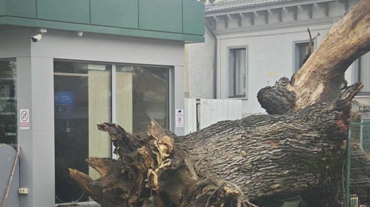 Ultimul stejar stradal din București, vechi de 300 de ani, a fost doborât. Fundația Eco-Civica cere ca trunchiul să fie expus într-un parc bucureștean „ca simbol al indiferenței și neputinței autorităților”