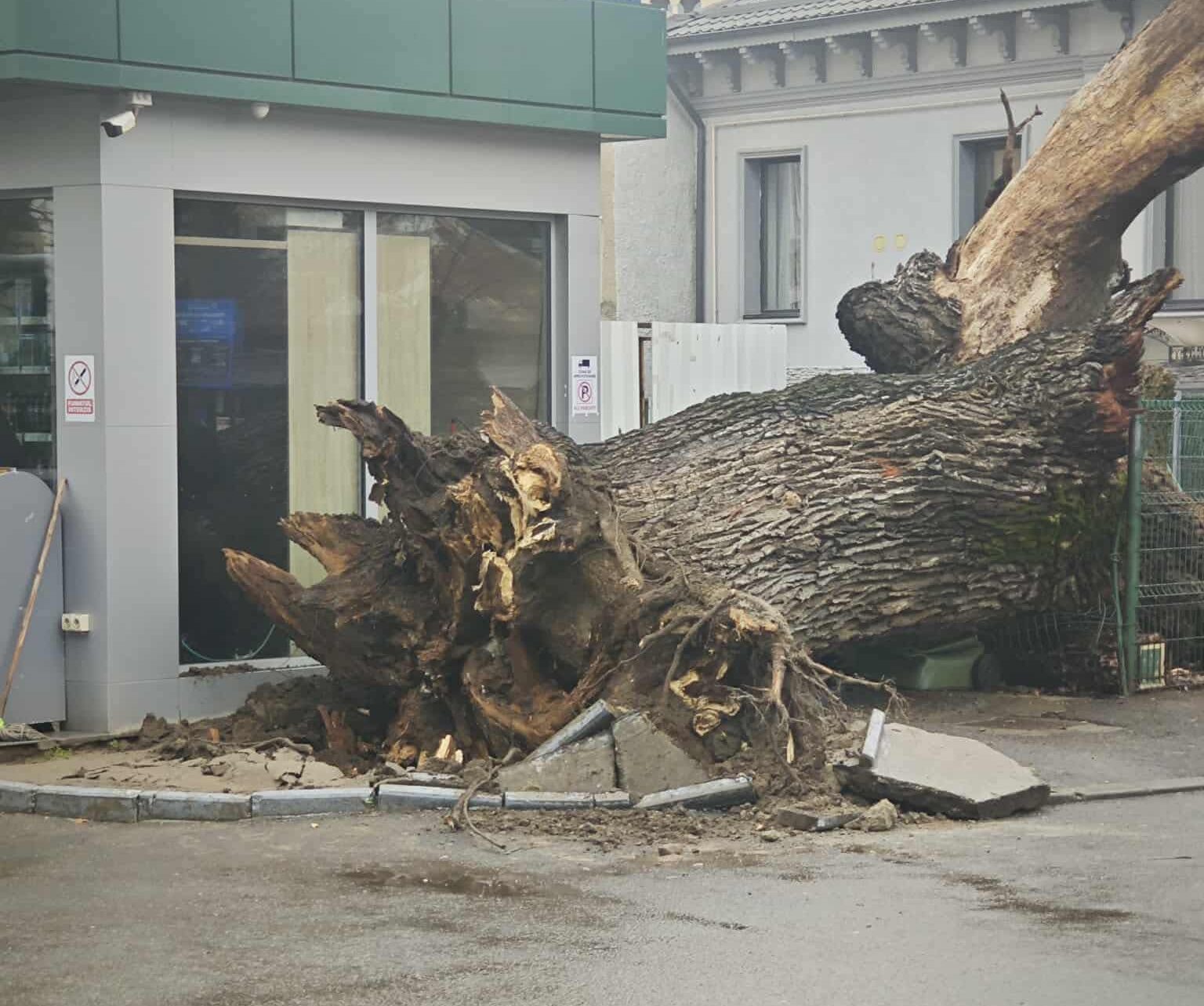 Ultimul stejar stradal din București, vechi de 300 de ani, a fost doborât. Fundația Eco-Civica cere ca trunchiul să fie expus într-un parc bucureștean „ca simbol al indiferenței și neputinței autorităților”