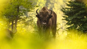 România este inclusă de National Geographic în top 20 destinații de vizitat în 2026. Pădurile virgine din Carpați sunt printre ultimele ecosisteme intacte ale Europei