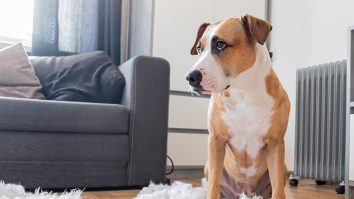 STUDIU. Cum interpretăm corect emoțiile câinilor? De cele mai multe ori, oamenii proiectează propriile sentimente asupra animalelor