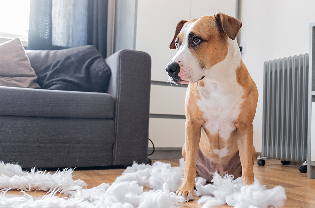 STUDIU. Cum interpretăm corect emoțiile câinilor? De cele mai multe ori, oamenii proiectează propriile sentimente asupra animalelor