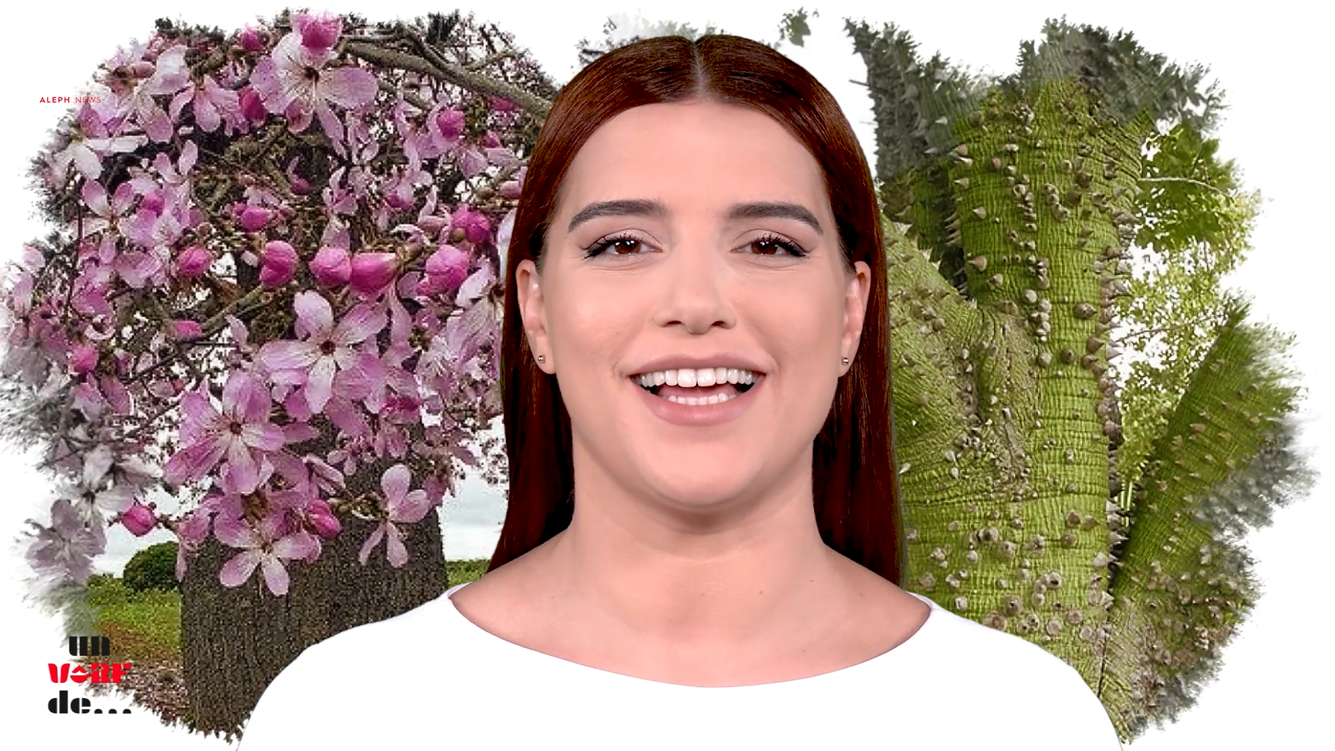 Un vârf de… Ceiba 