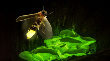 STUDIU. Toate ființele vii emit o lumină extrem de slabă. Lumina provine din procesele chimice interne ale celulelor