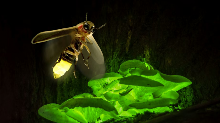 STUDIU. Toate ființele vii emit o lumină extrem de slabă. Lumina provine din procesele chimice interne ale celulelor