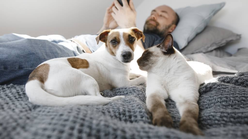 Italienii vor să introducă o lege prin care angajații își pot lua concediu plătit atunci când animalul lor de companie este bolnav