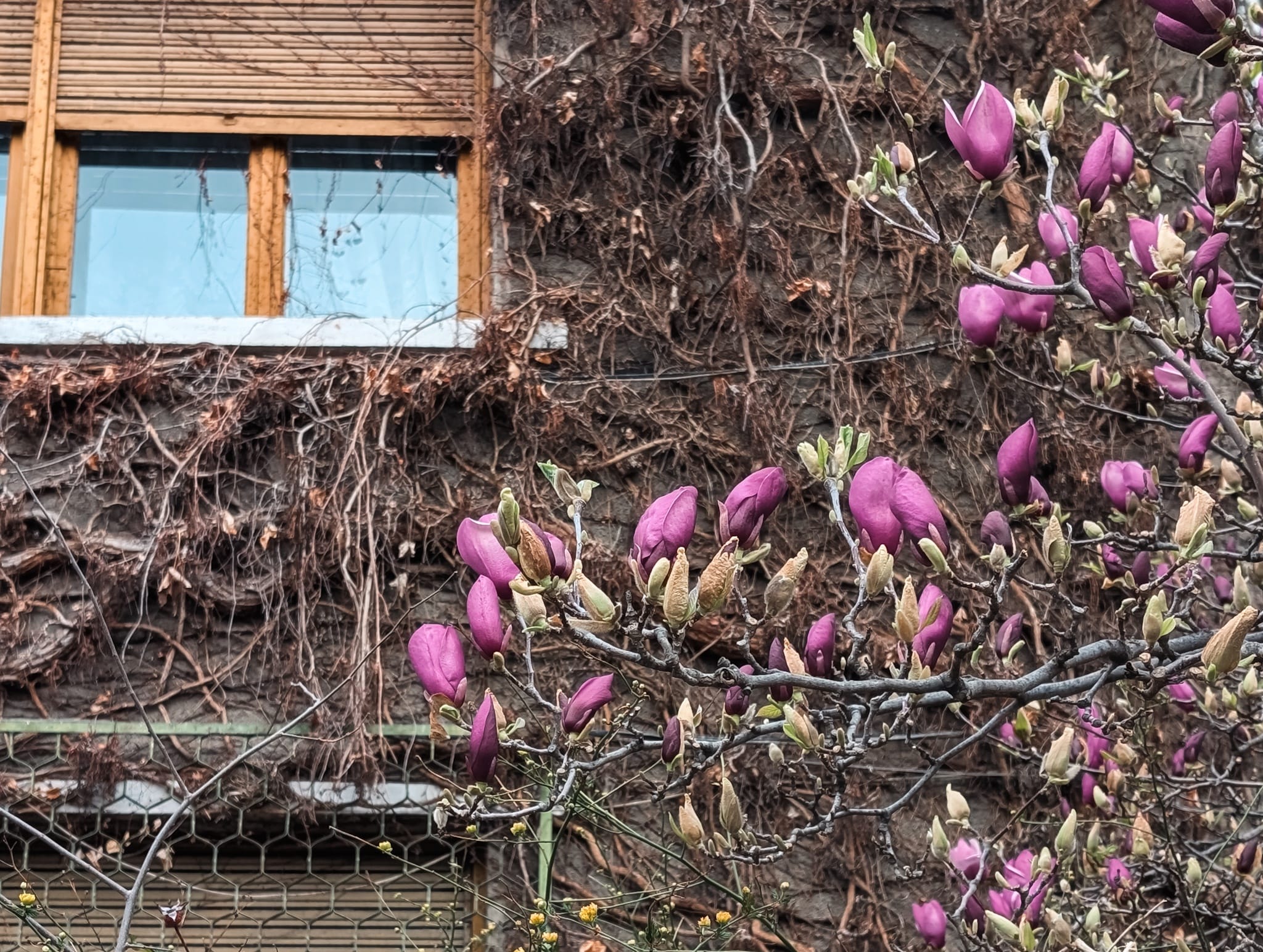Primăvara aduce magnoliile în prim-plan în București. Descoperă unde le găsești pe cele mai frumoase cu ajutorul „Hărții Magnoliilor”