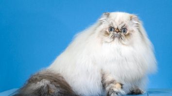 Persian.Himi .1 1920x1280