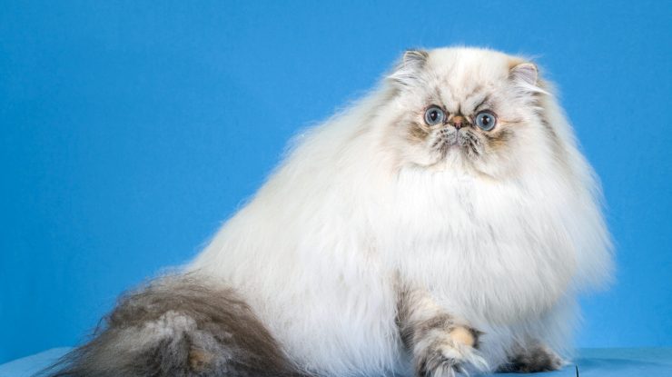 Persian.Himi .1 1920x1280