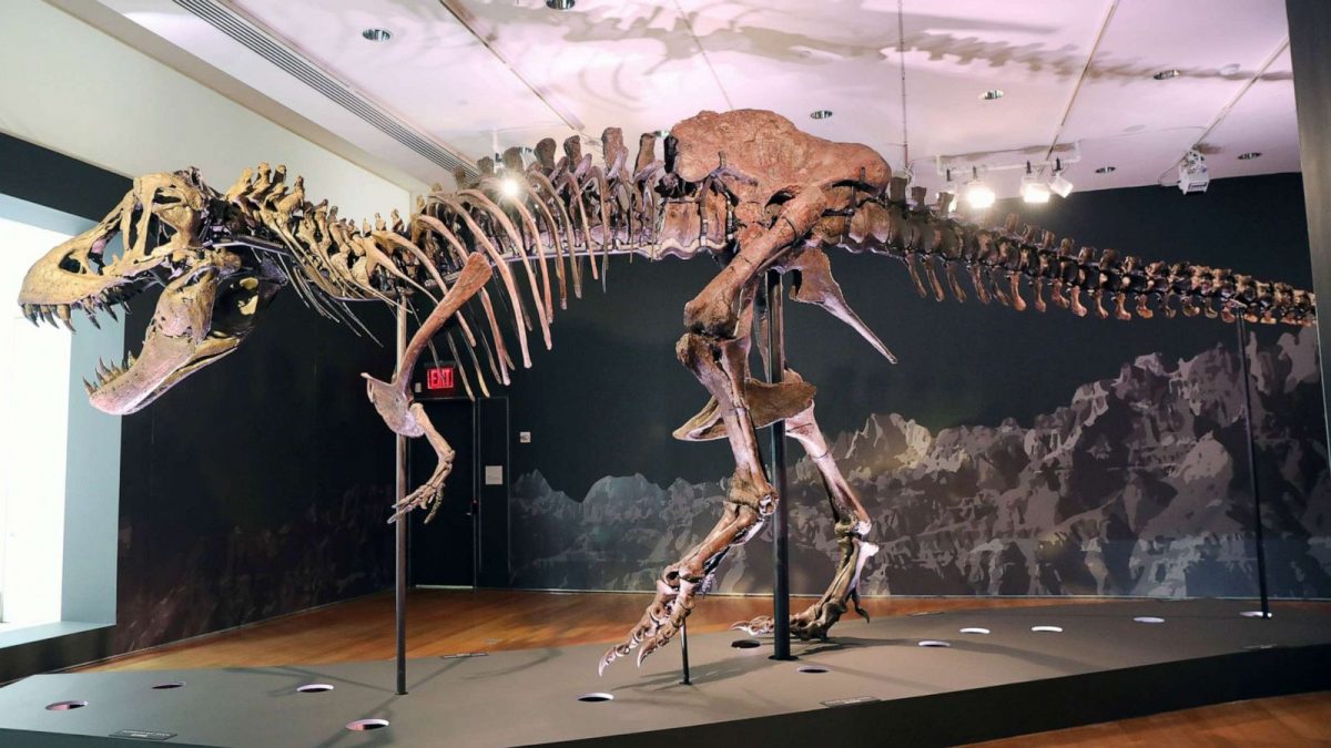 Un T-Rex de 30 de milioane de dolari reaprinde disputa dintre muzee și colecționari privați