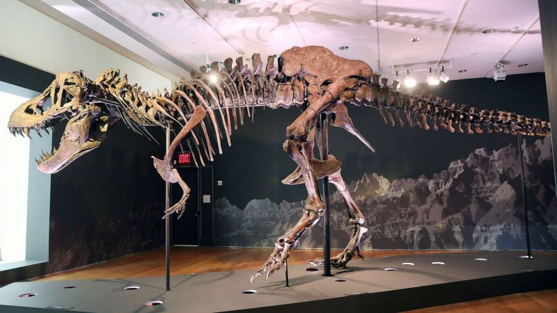 Un T-Rex de 30 de milioane de dolari reaprinde disputa dintre muzee și colecționari privați