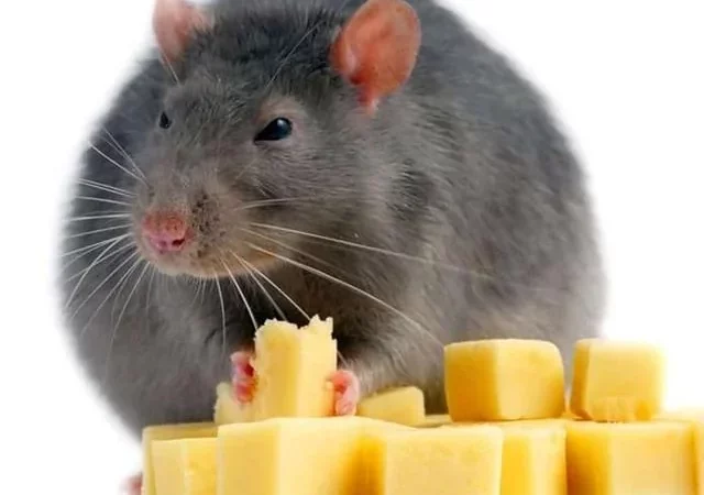 I love this stock image of a rat i found on google look at v0 mb2c0si05dnb1