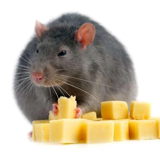 I love this stock image of a rat i found on google look at v0 mb2c0si05dnb1