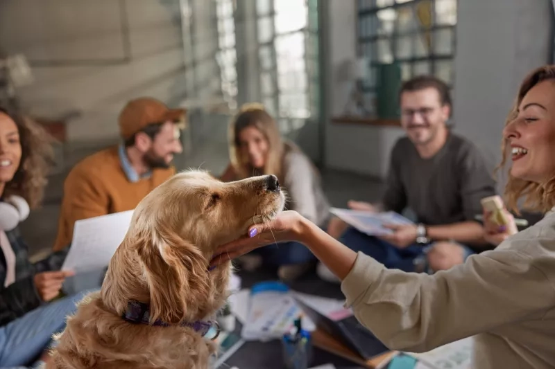 Studiu. 65% dintre români și-ar schimba locul de muncă dacă și-ar putea aduce animalul de companie la birou