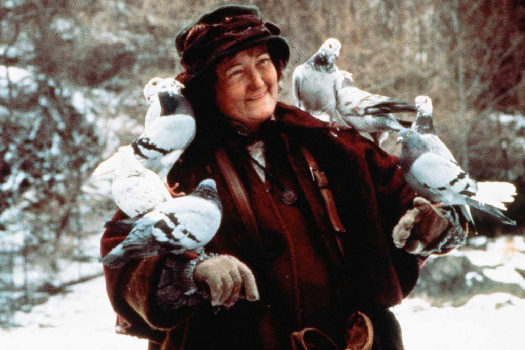 Pigeon