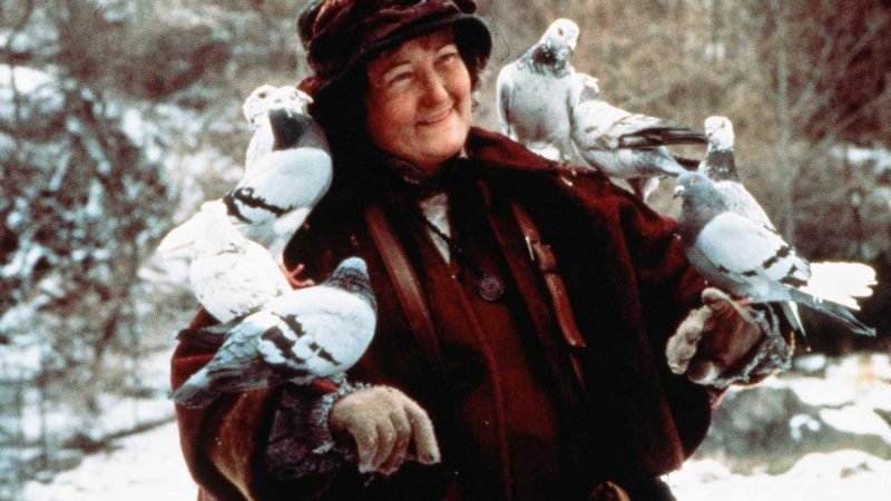 Pigeon