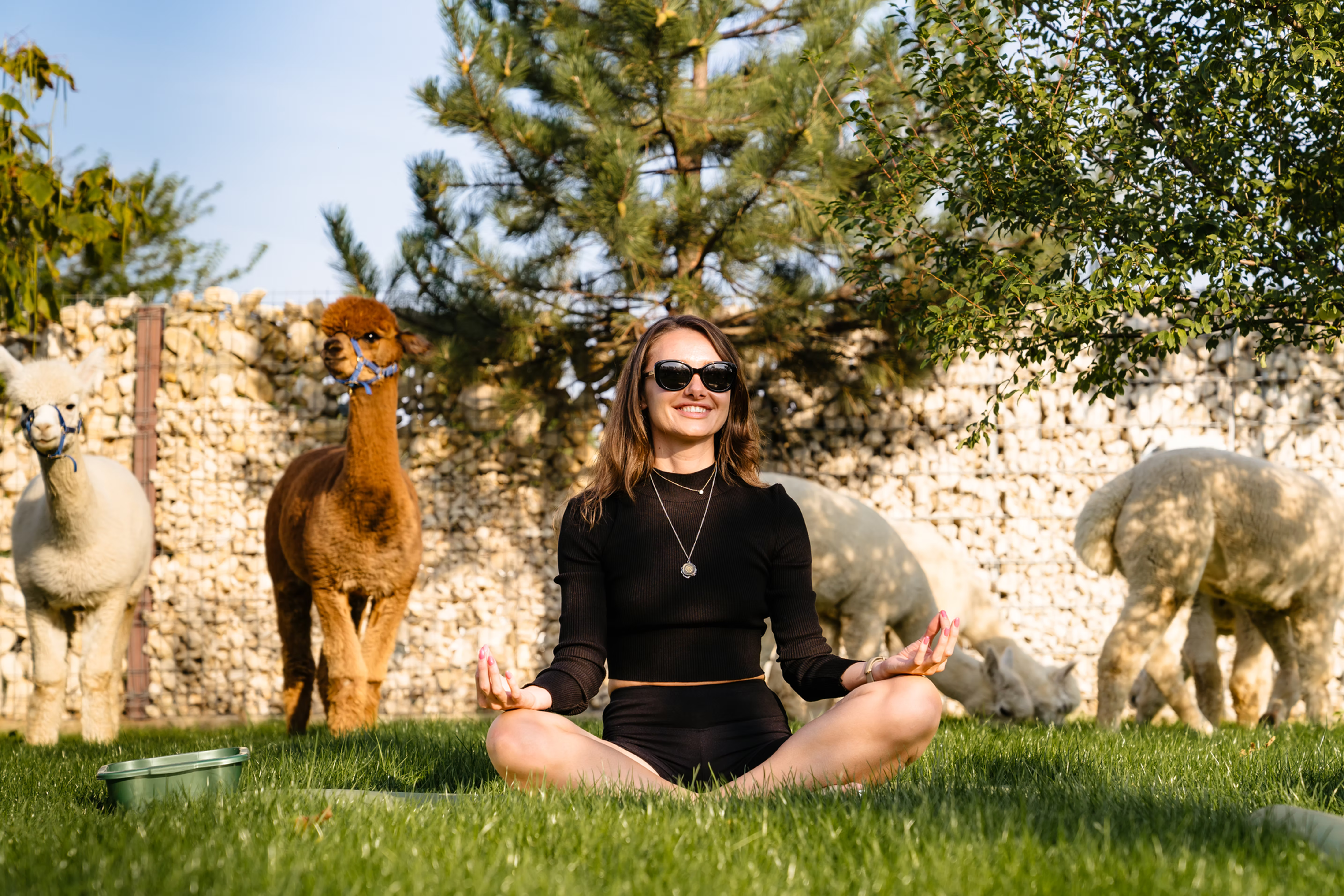 Ai încerca yoga cu capre? Vacanțele de wellness se reinventează: de la băi în bere până la yoga cu alpaca, pe care o poți încerca și în România