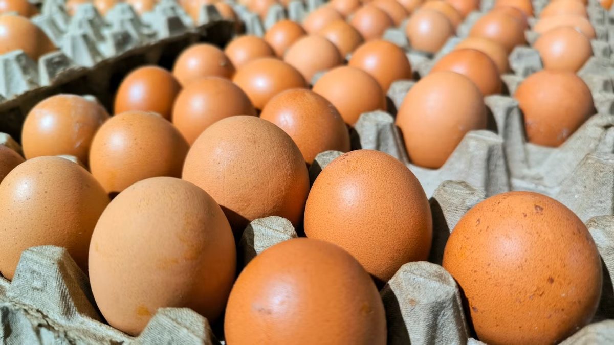 Eggsss