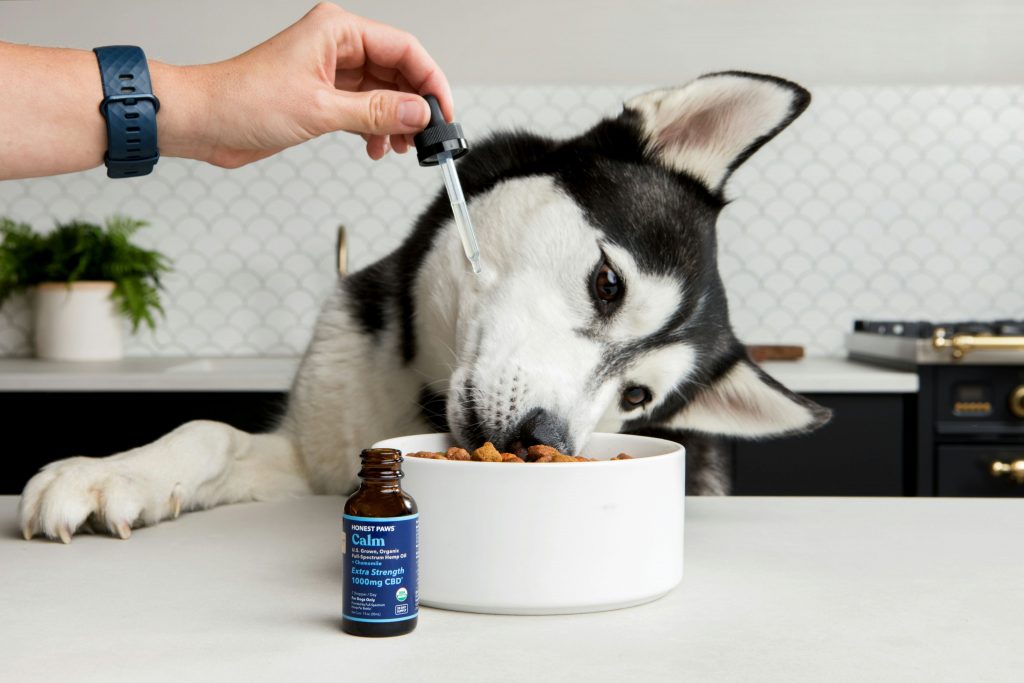Honest paws p48fjqcugwc unsplash 4096x2731