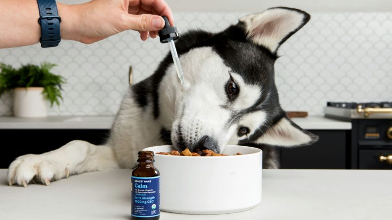 Honest paws p48fjqcugwc unsplash 4096x2731