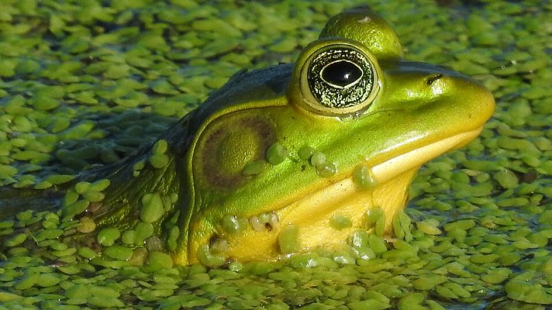 PigFrog Gam