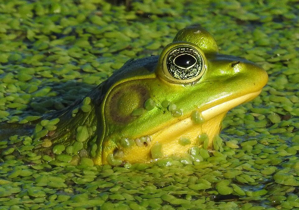 PigFrog Gam