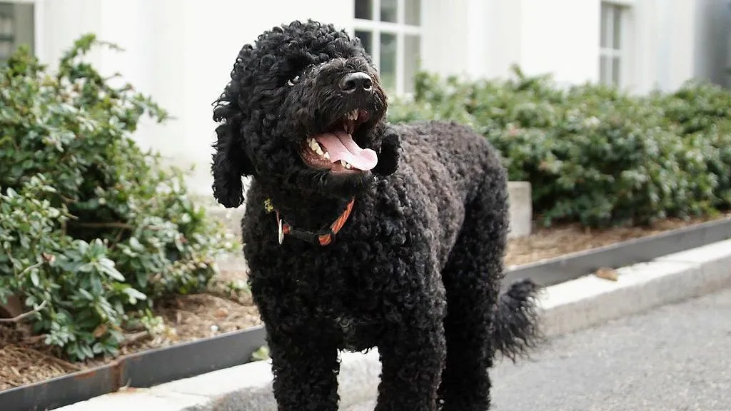 Obama