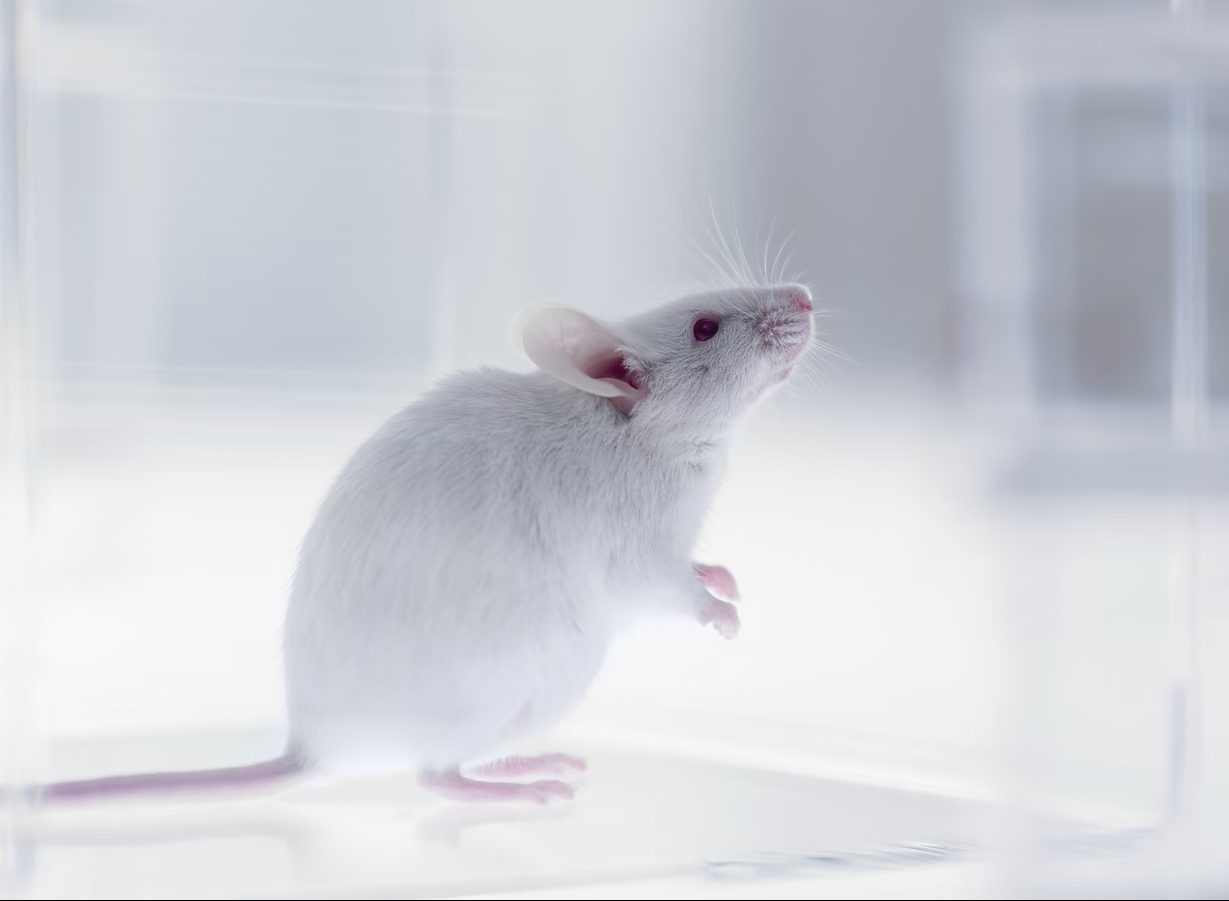 Premieră în neuroștiință: Cercetătorii de la Stanford au integrat celule cerebrale uman în creierul unor șoareci. Româno-americanul Sergiu Pașca, cercetător principal al studiului