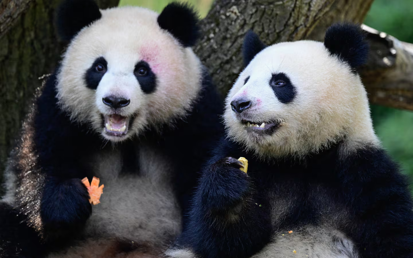 China aplică „diplomația panda” cu Donald Trump. Doi urși panda, Ping Ping și Fu Shuang vor ajunge la Zoo în Statele Unite