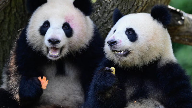 Panda