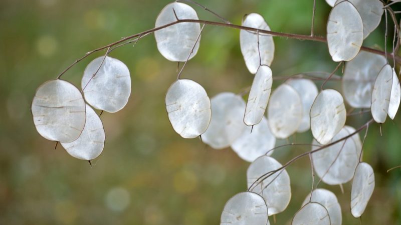 Lunaria informatii sfaturi de ingrijire